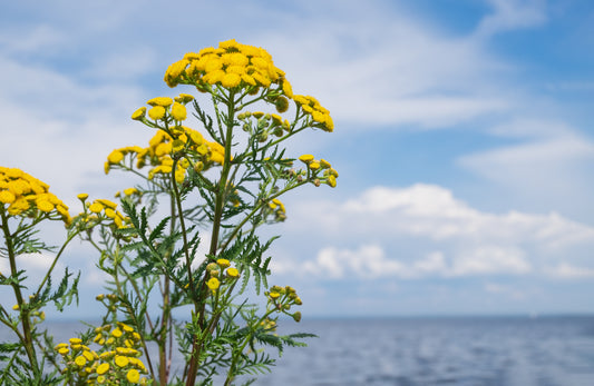 Why we love Blue Tansy!