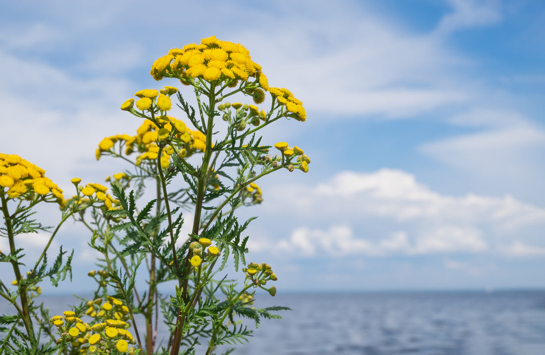 Why we love Blue Tansy!